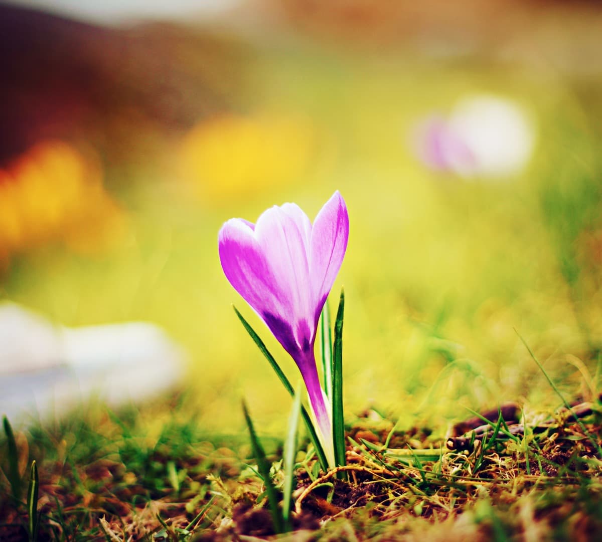 Close-up of a small purple flower sprouting from the ground.